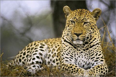 leopard_480
